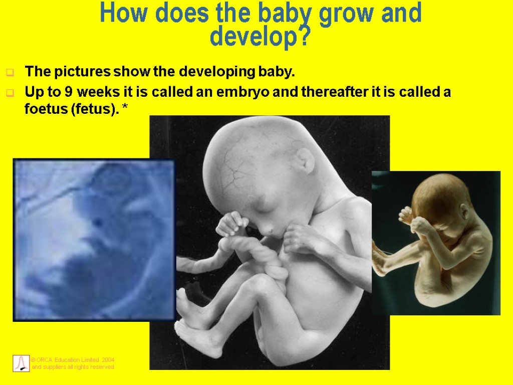 How does the baby grow and develop? The pictures show the developing baby. Up
